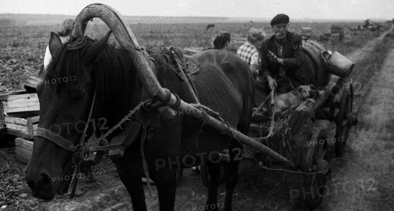 Horse harnessed to a cart, which deliver water to the peasants, working in the field.