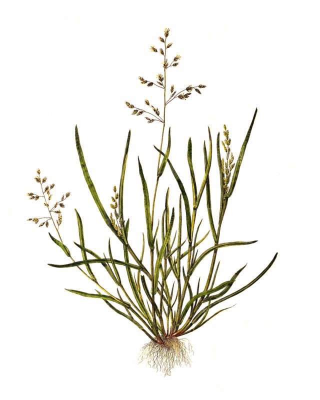 Annual meadow grass