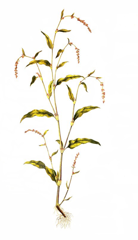 water pepper