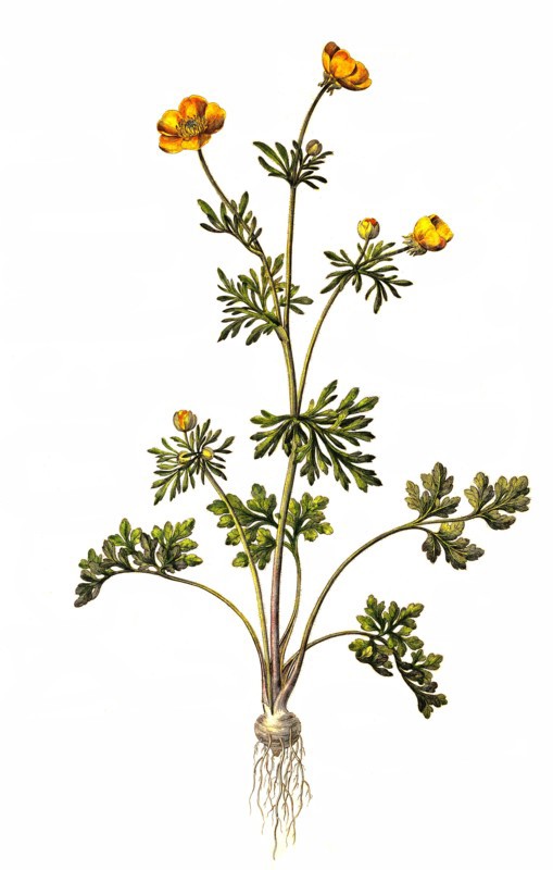 Bulbous Ranunculus