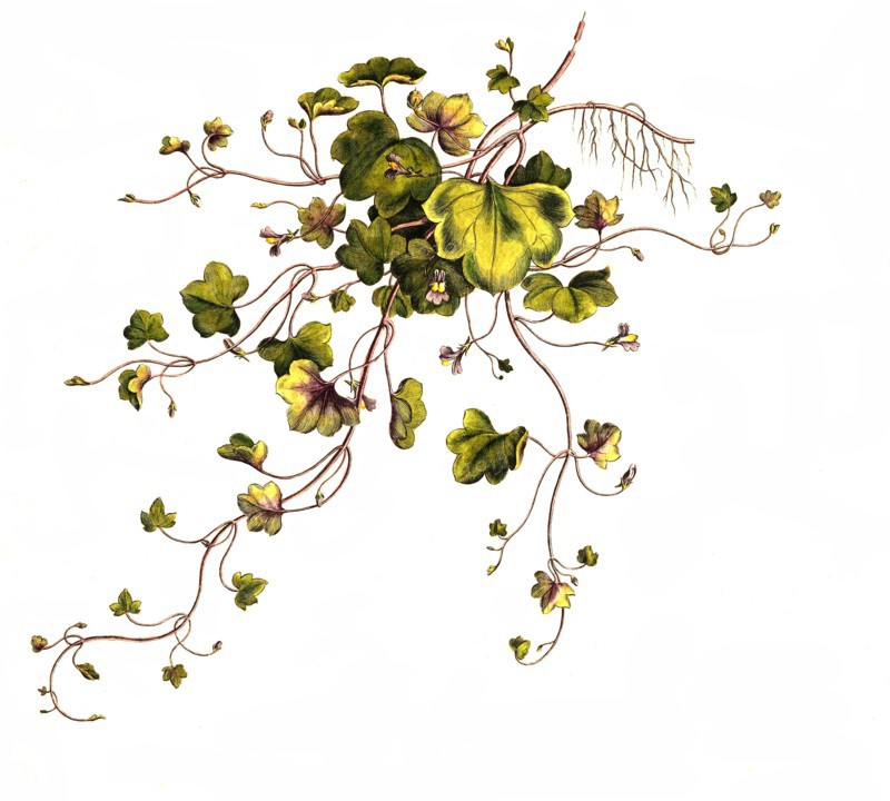 cymbal herb