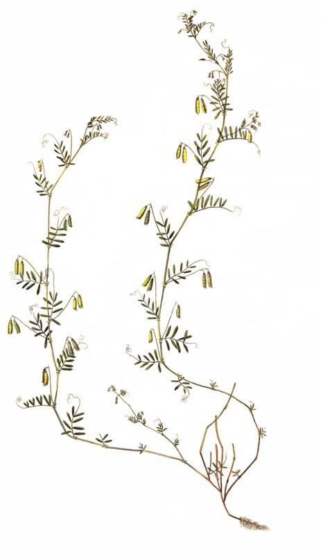 Four-seeded vetch