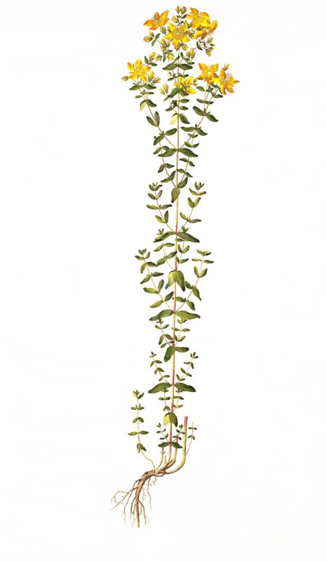 Real St. John's Wort