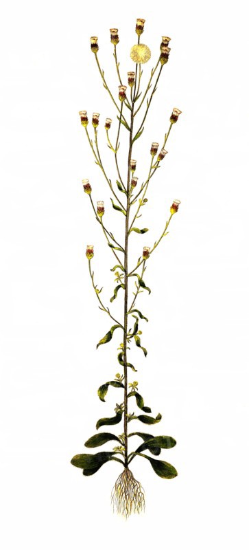 Sharp fleabane or real fleabane