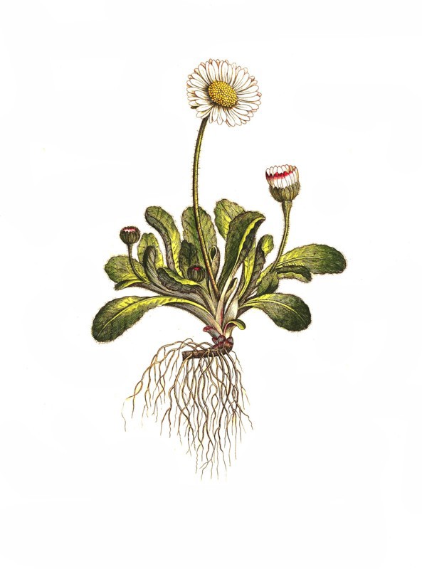 The daisy