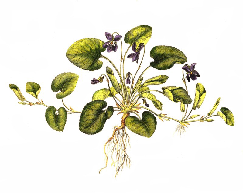 Sweet Violet