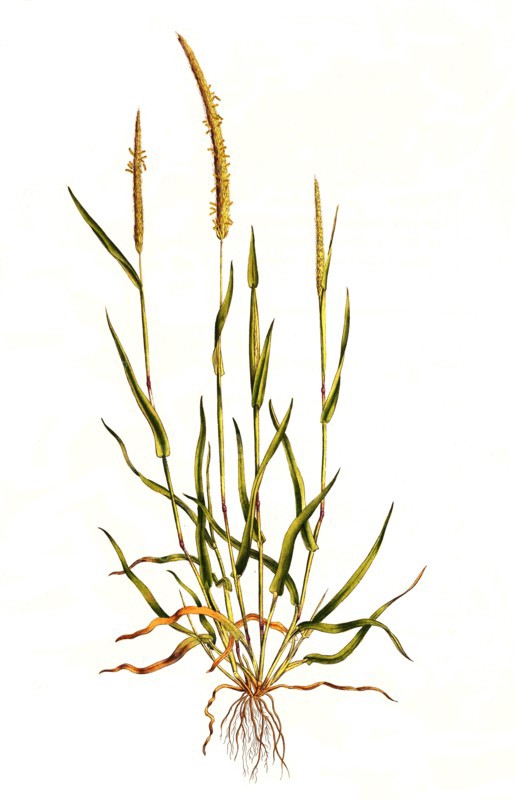 field foxtail grass