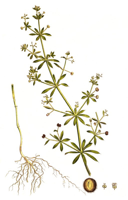 burdock bedstraw
