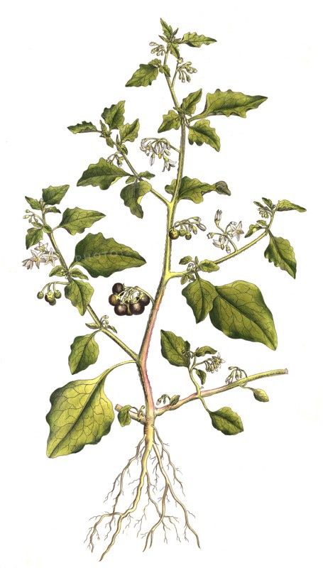 Black Nightshade or Black Nightshade