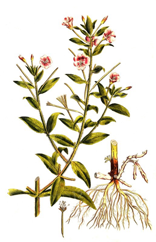 Shaggy willowherb