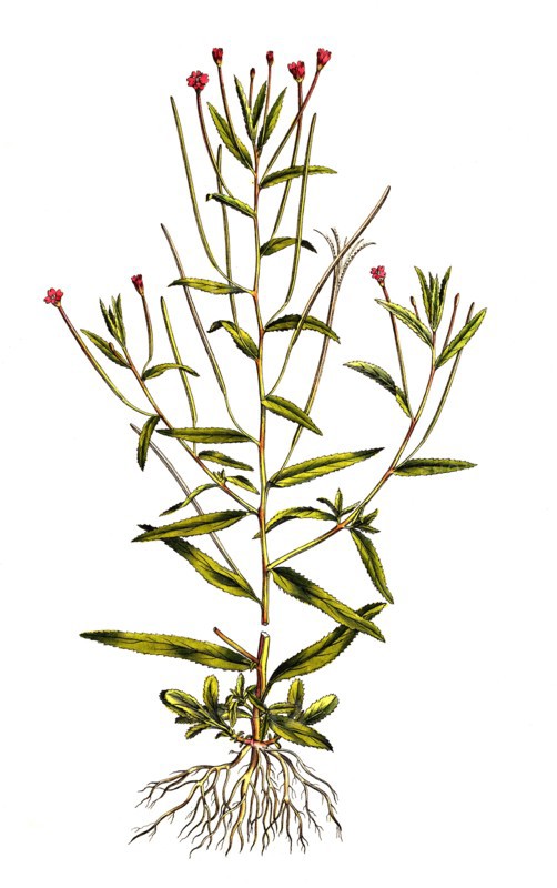 Square Willowherb