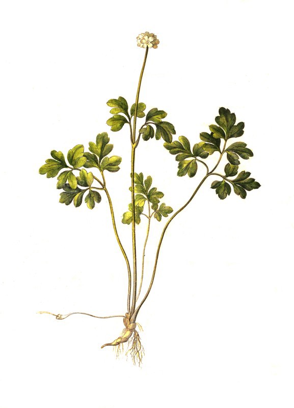 Muskweed