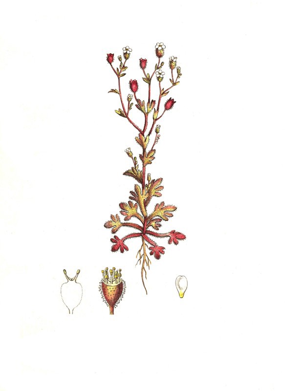 Three-toed Saxifrage