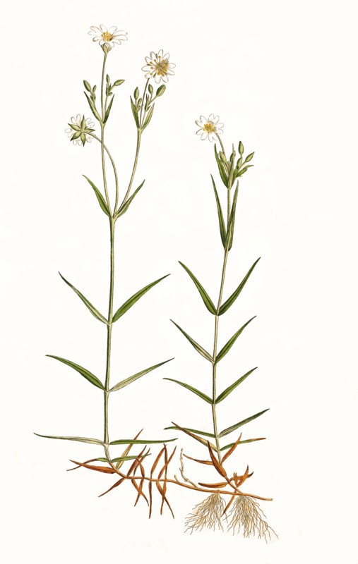 Rabelera holostea