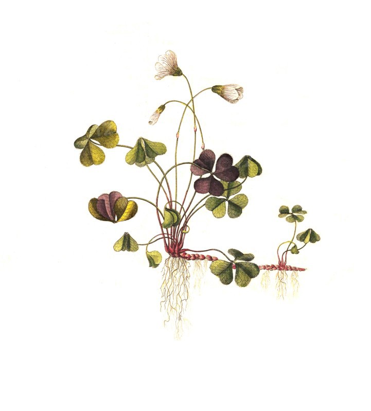 wood sorrel