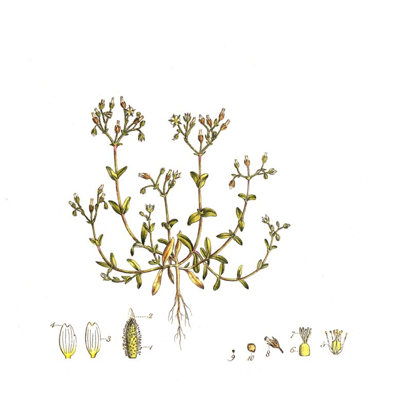 Common Hornwort