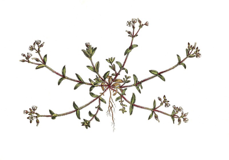 Knotted Hornwort