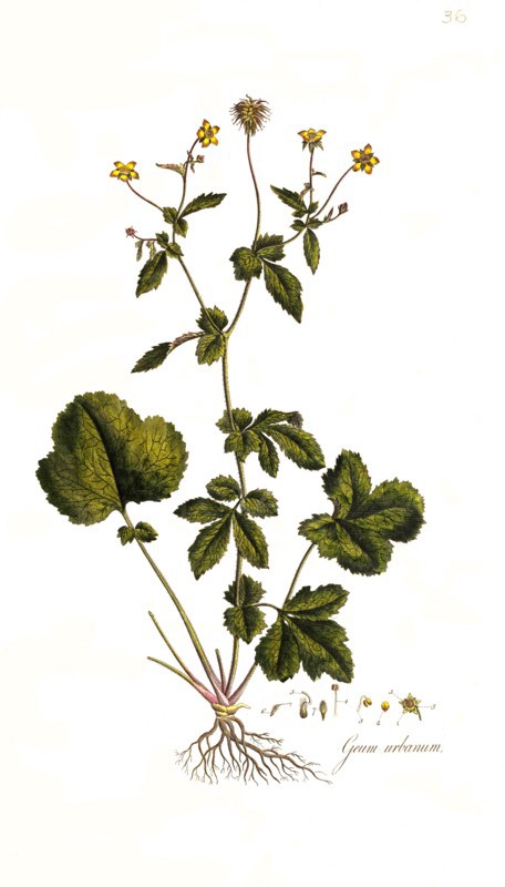 True clove root