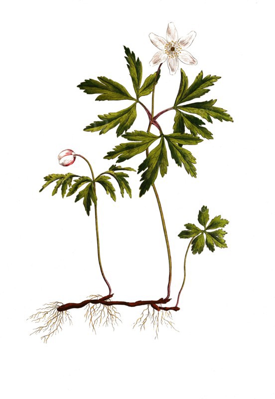 Wood anemone or wood anemone