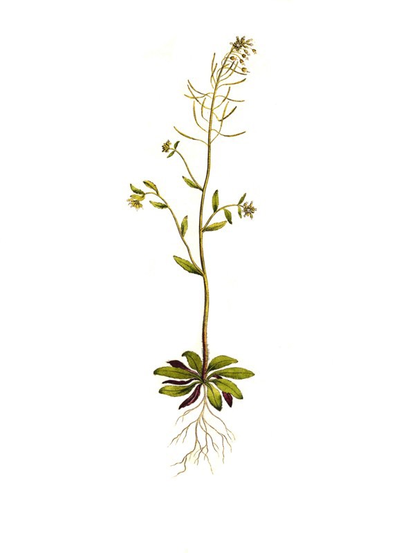 thale cress