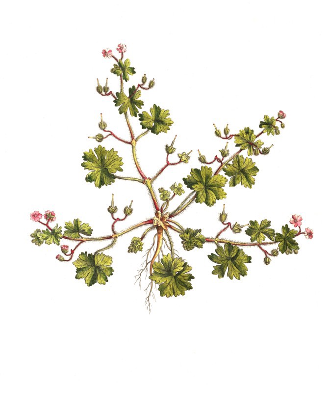 Soft cranesbill