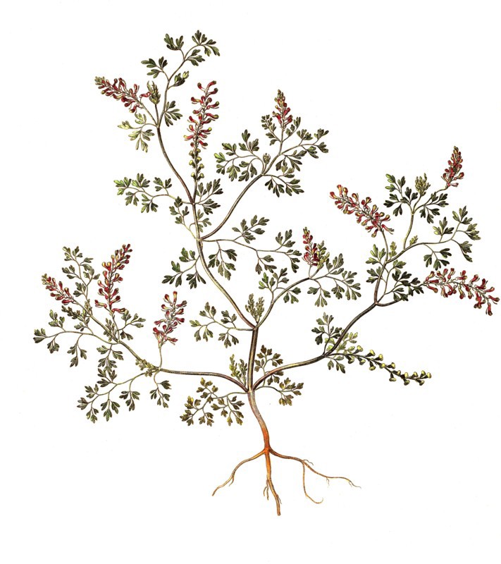 Common fumitory