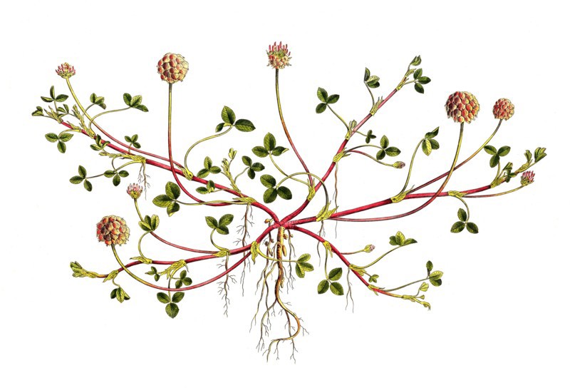 Strawberry Clover