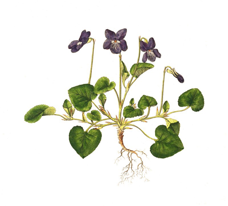 Dog Violet