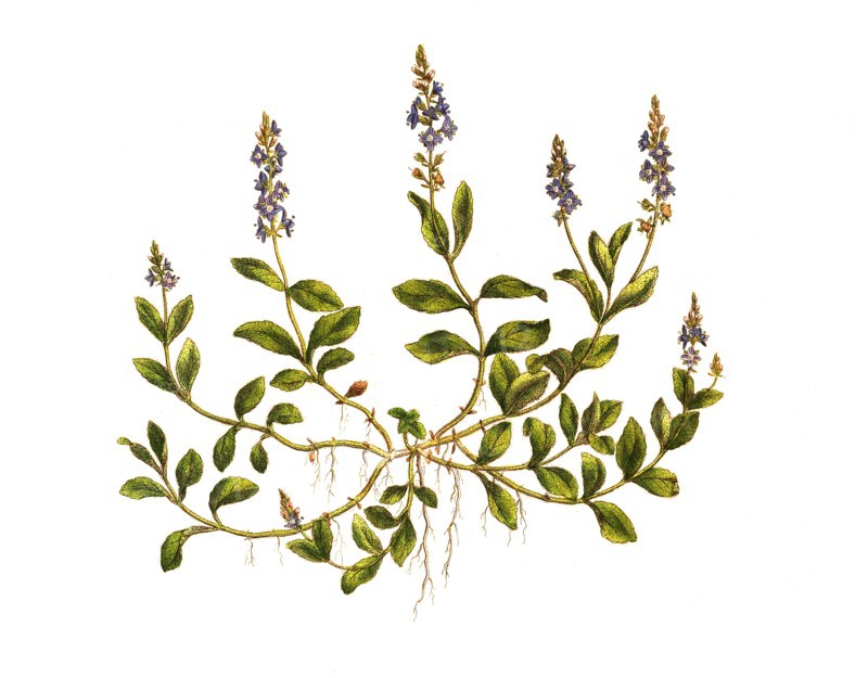 Real speedwell