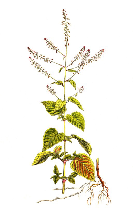 Great witch herb
