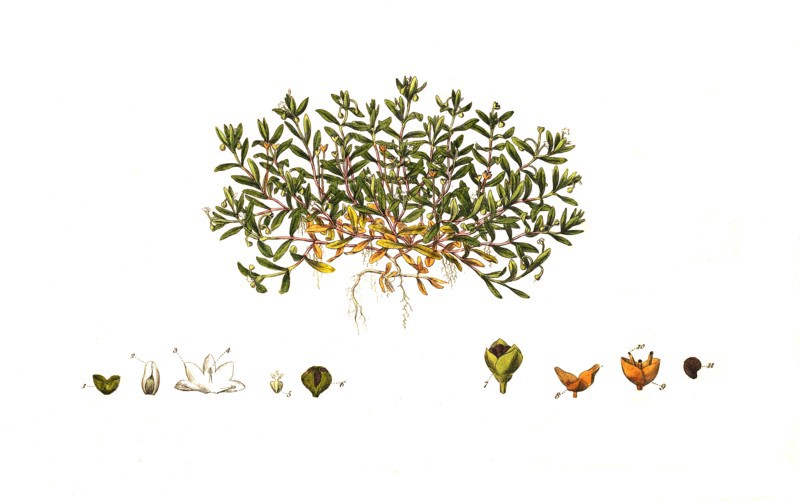 Bach source herb