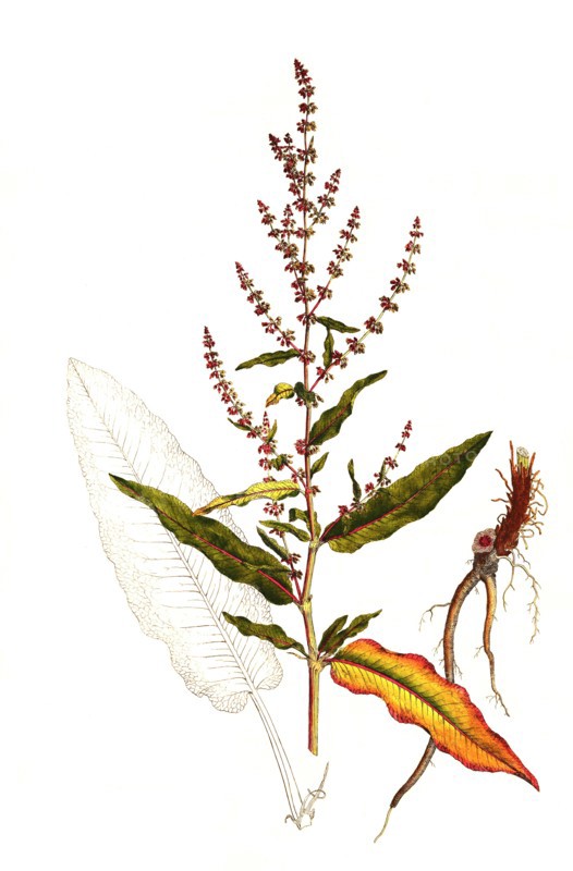 Meadow Sorrel