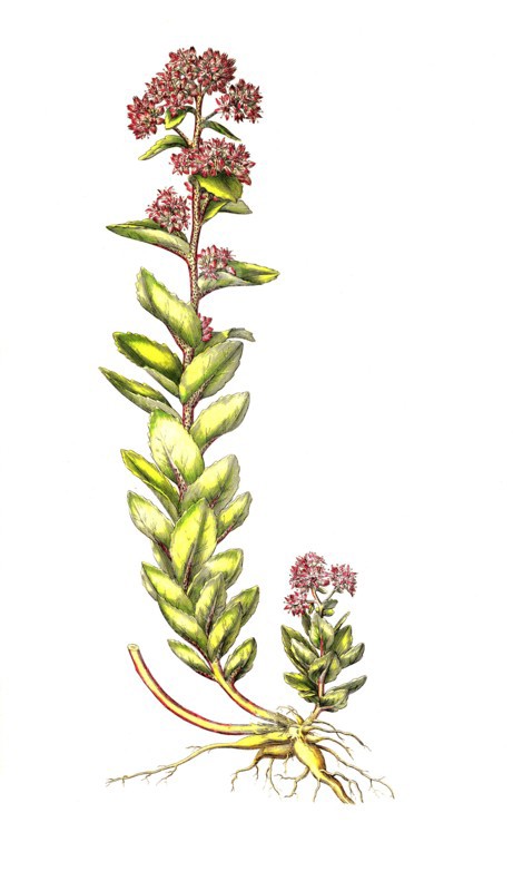 Big sedum