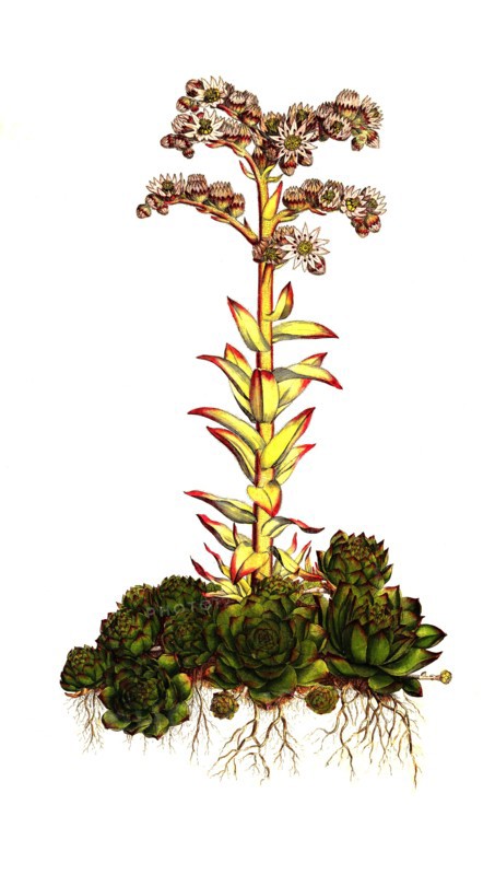 roof houseleek