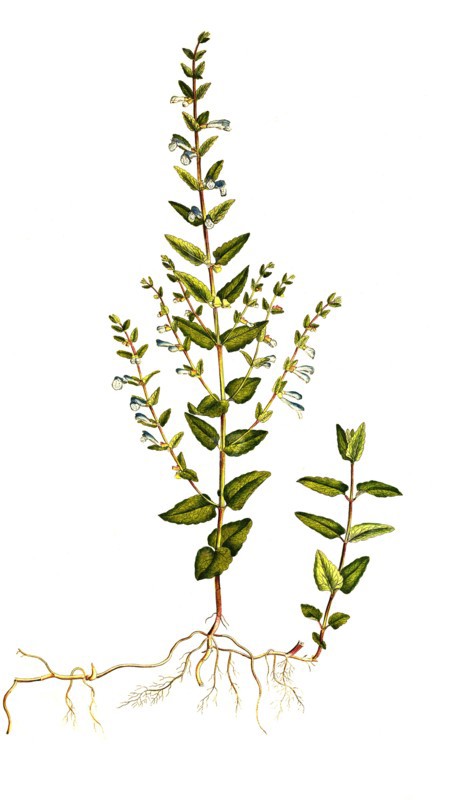 Marsh Skullcap
