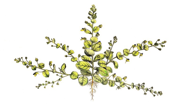Egg-leaved Tannelwort