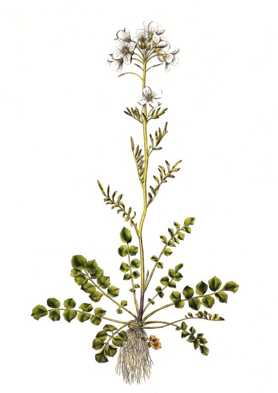 Meadow bittercress