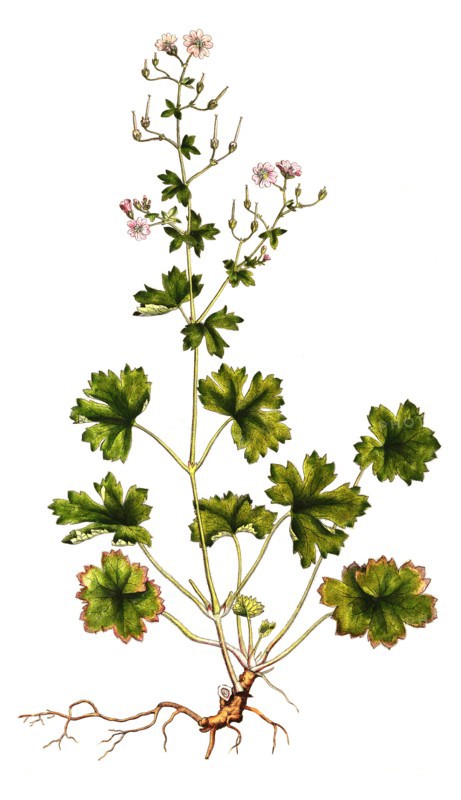Pyrenean cranesbill