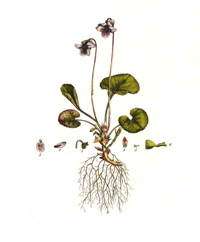 Marsh Violet
