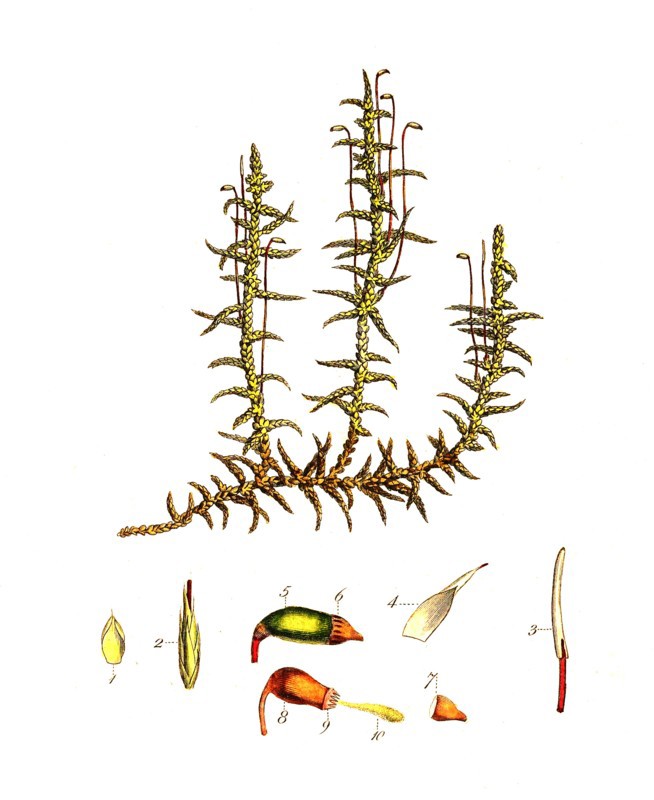 moss
