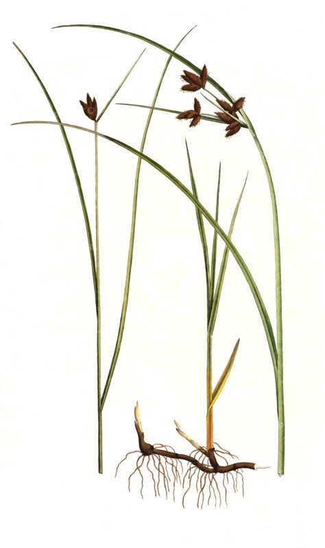 Common seaweed