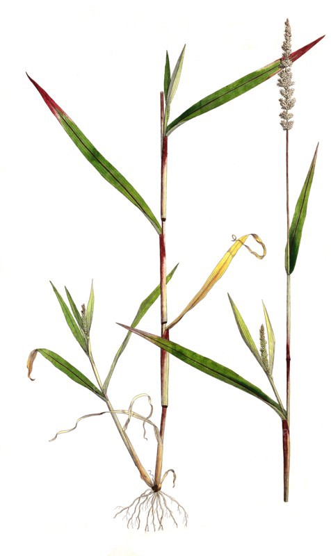 Panicum verticillatum
