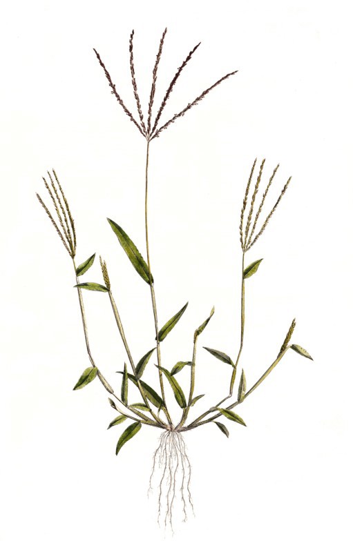 Panicum sanguinale