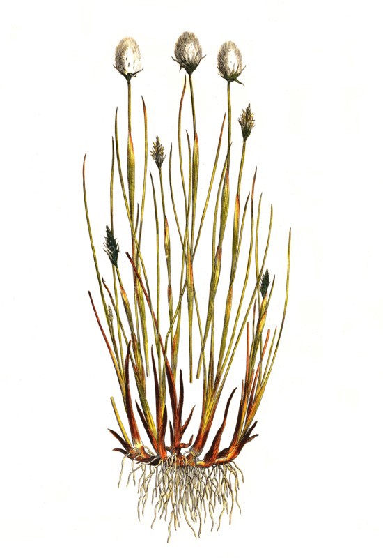 Sheath cotton grass