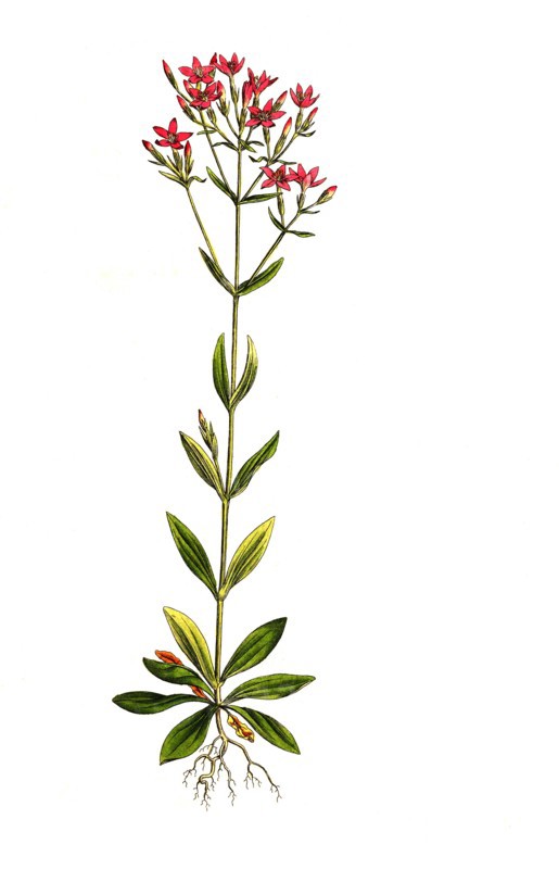 Real centaury