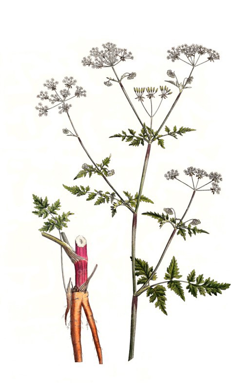 Meadow Chervil