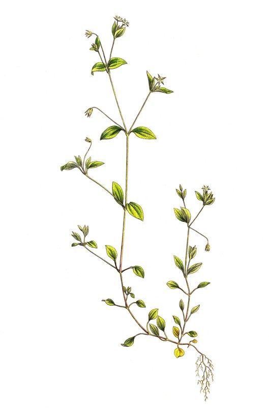 Arenaria trinervia