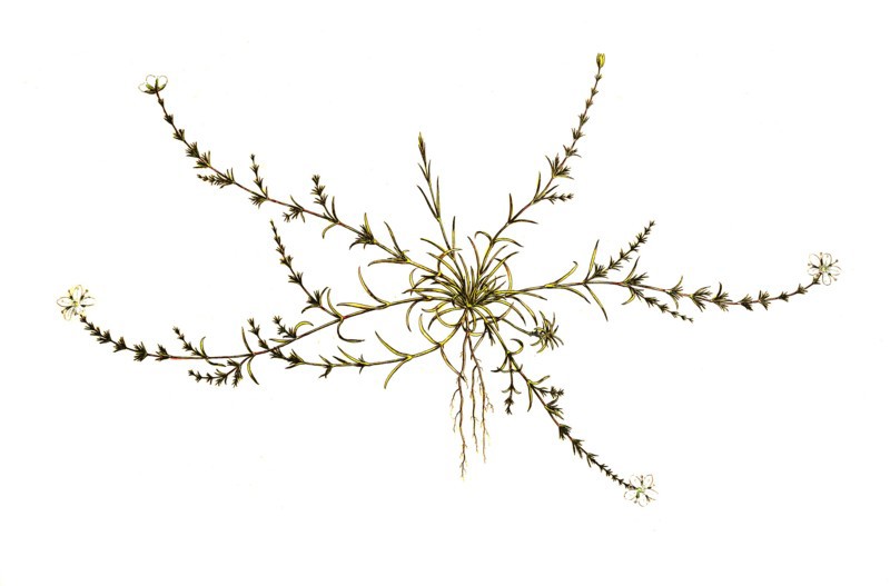 Spergula nodosa