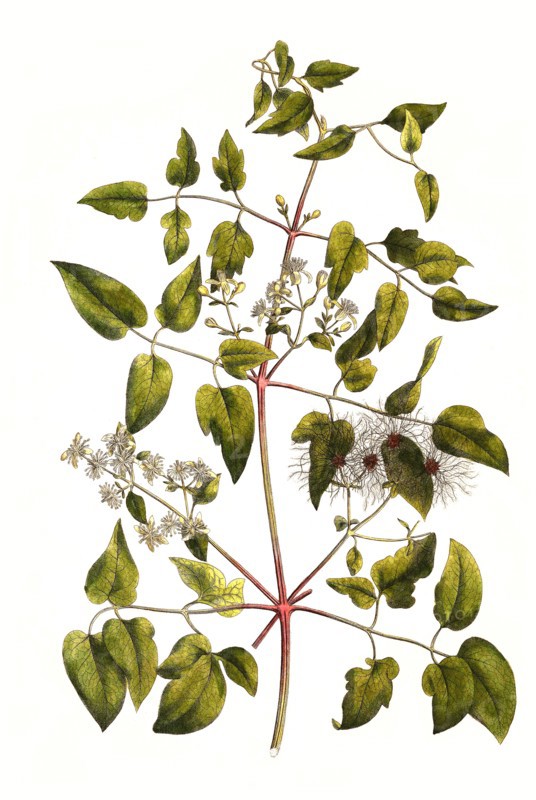 Common clematis