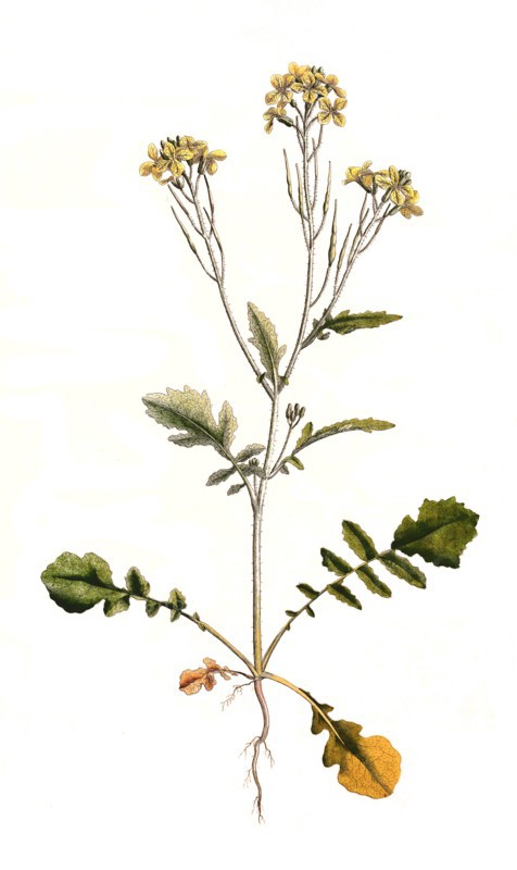 field radish